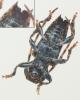 Pogonocherus hispidus